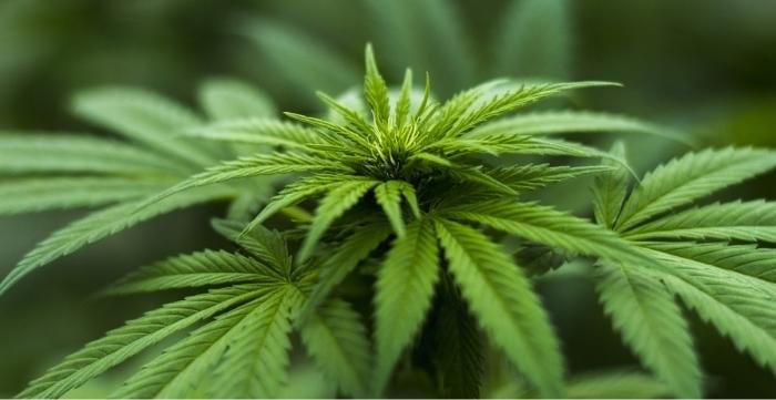 exporting or importing cannabis