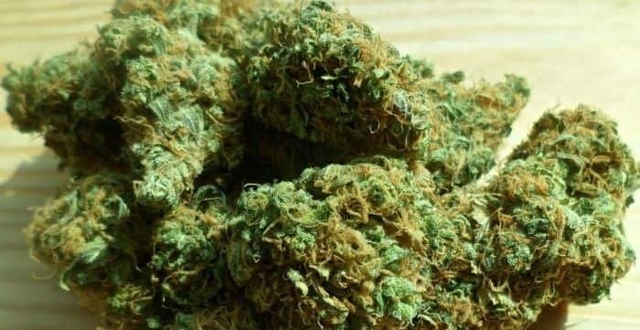 kush mints weed strain