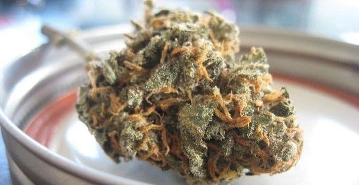 buy obama runtz strain