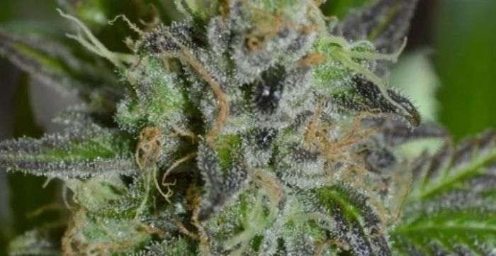 a beginner's guide to space candy strain