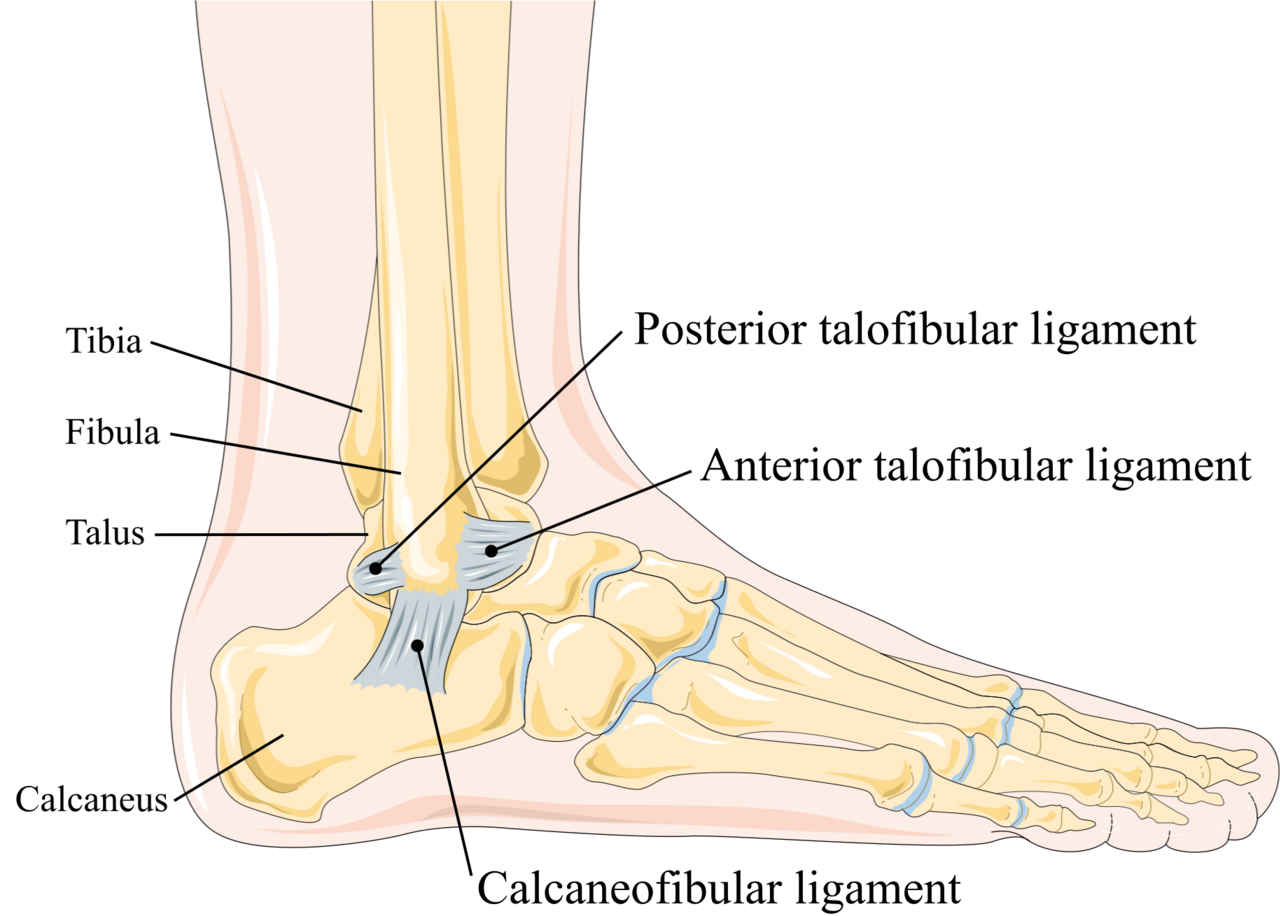 ankle joint lateral ligament anatomy illustration